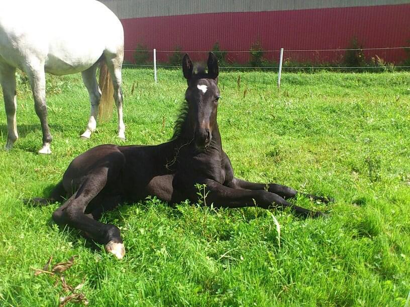 Hero